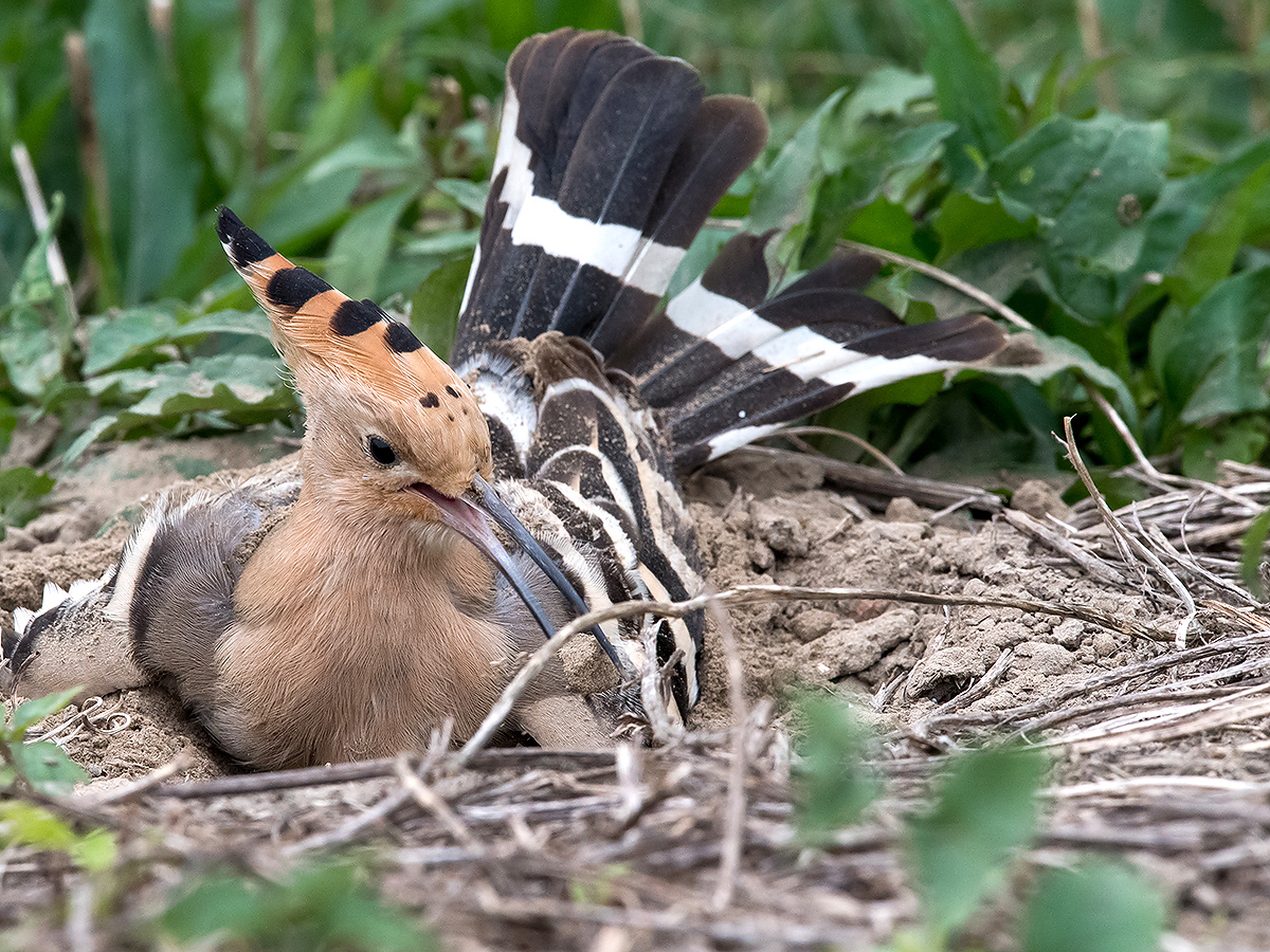 Eurasian Hoopoe, Cape Nanhui, Shanghai, China, 2017. (Kai Pflug)