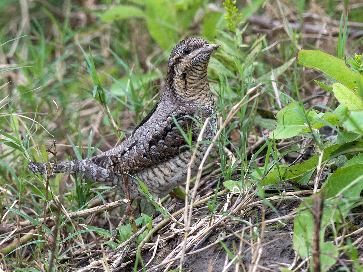 Eurasian Wryneck, Cape Nanhui, Shanghai, China, 2017. (Kai Pflug)