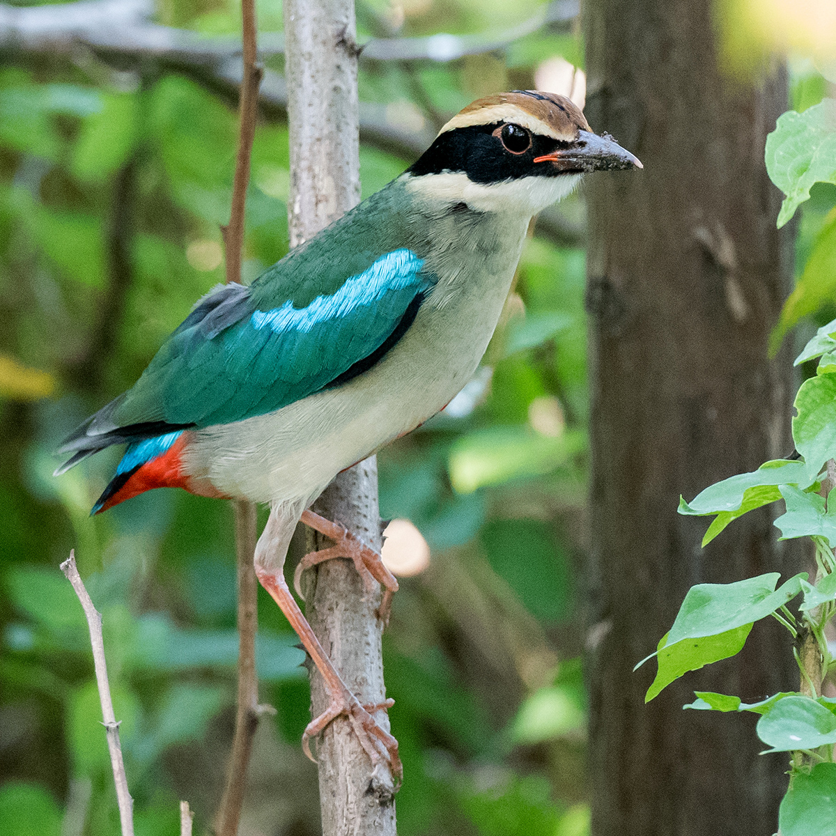 Fairy Pitta, Cape Nanhui, Shanghai, China, 2017. (Kai Pflug)