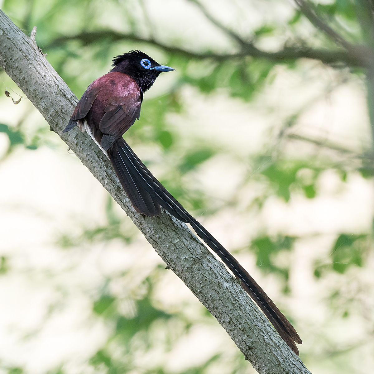 Japanese Paradise Flycatcher, Cape Nanhui, Shanghai, China, 2017. (Kai Pflug)