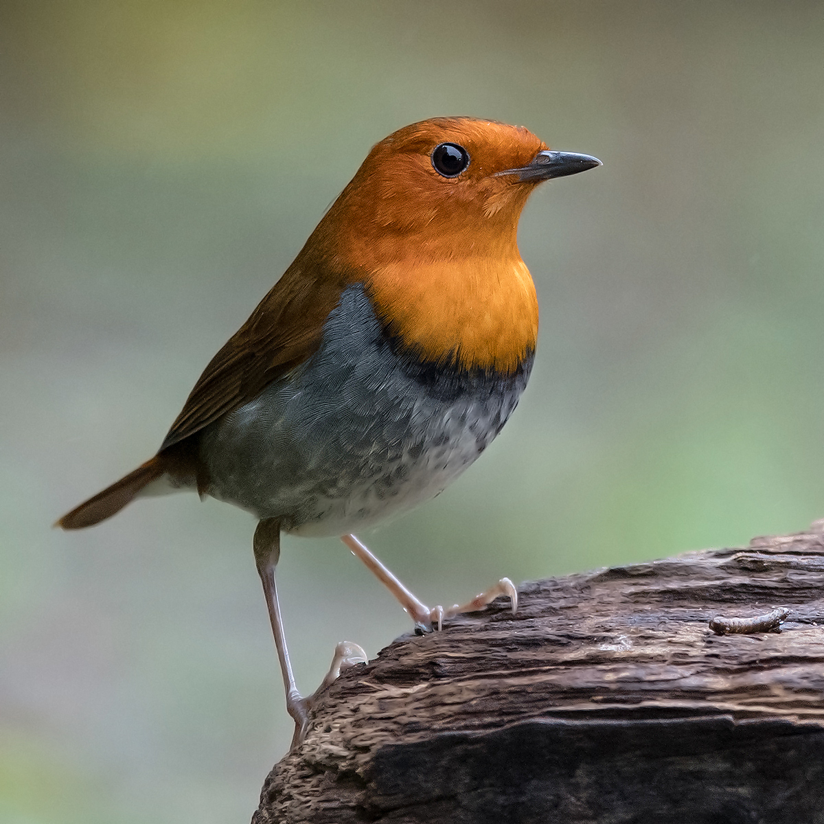 Japanese Robin, Cape Nanhui, Shanghai, China, 2017. (Kai Pflug)