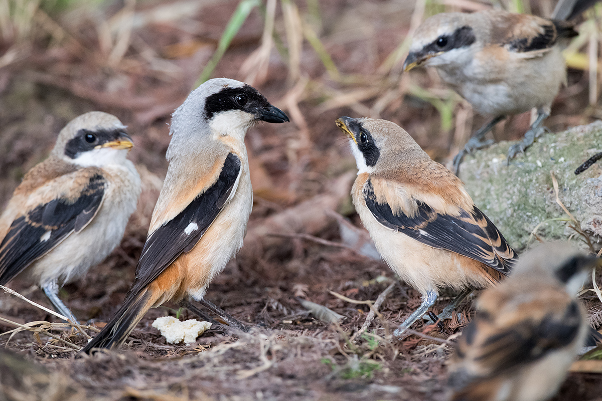 Long-tailed Shrike