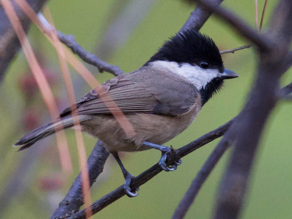 Marsh Tit