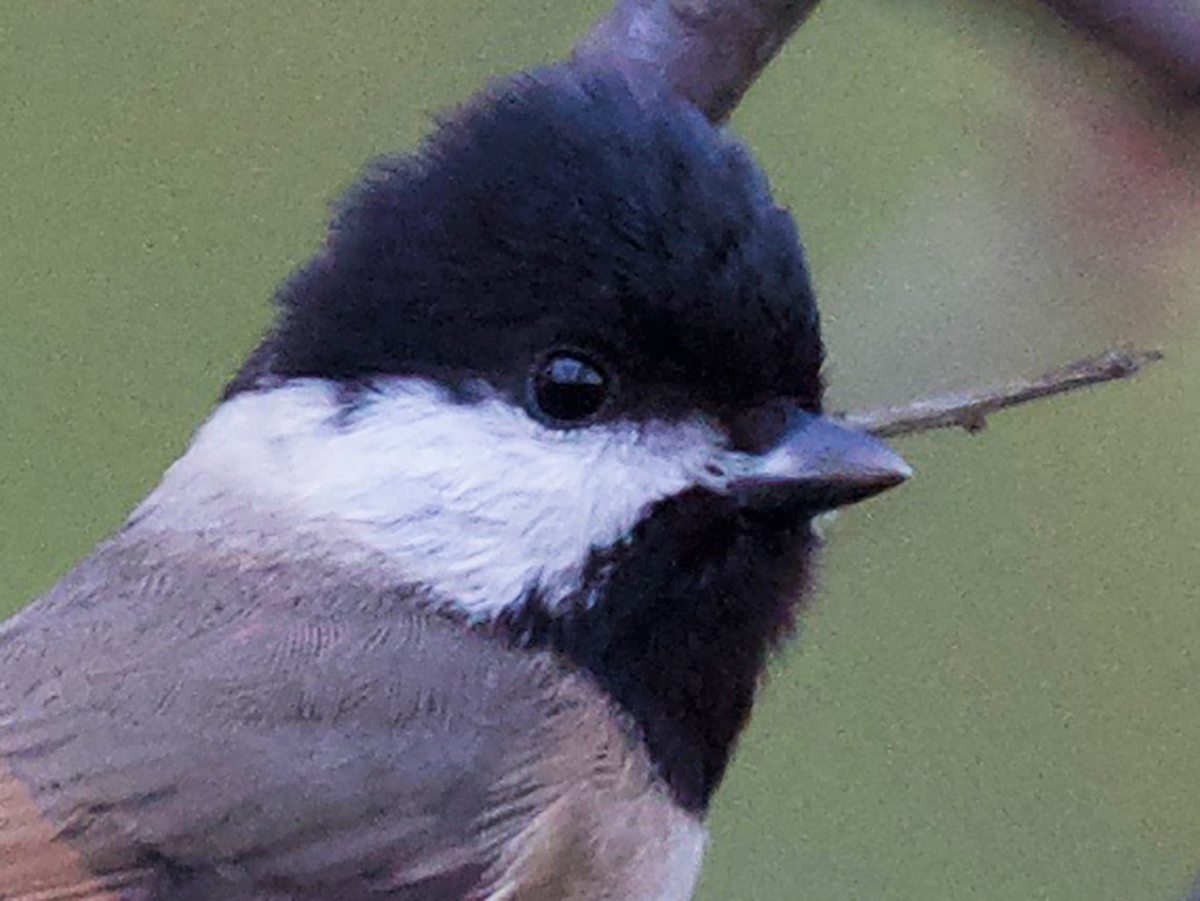 Marsh Tit