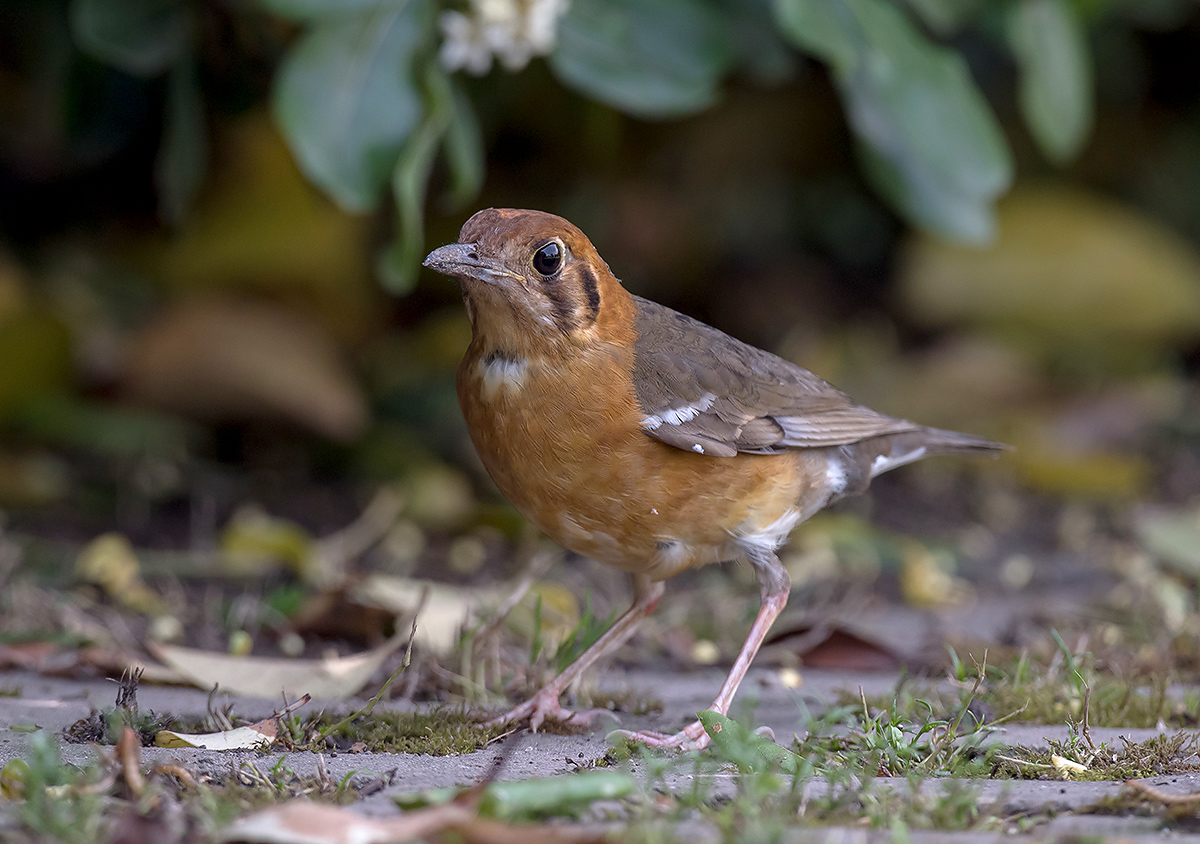 Orange-headed Thrush