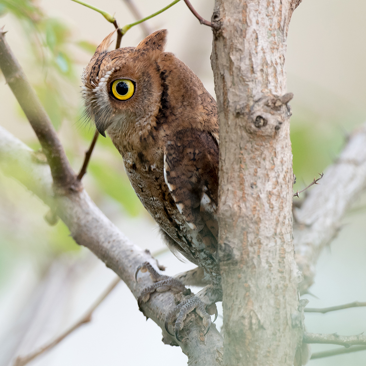 Oriental Scops Owl, Cape Nanhui, Shanghai, China, 2017. (Kai Pflug)