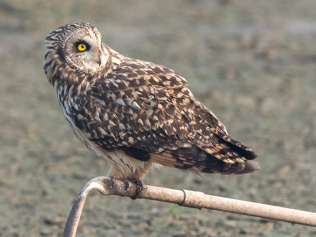 Short-eared Owl, Cape Nanhui, Shanghai, China, January 2017. (Kai Pflug)