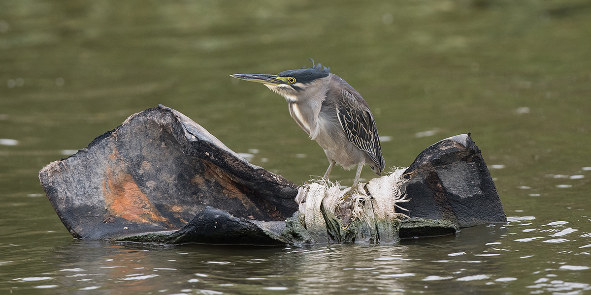 Striated Heron, Cape Nanhui, Shanghai, China, 2017. (Kai Pflug)