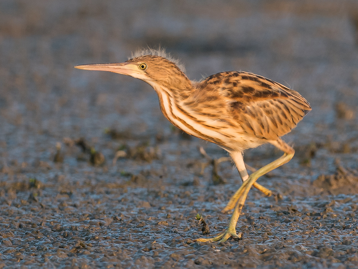 Yellow Bittern, Cape Nanhui, Shanghai, China, 2017. (Kai Pflug)