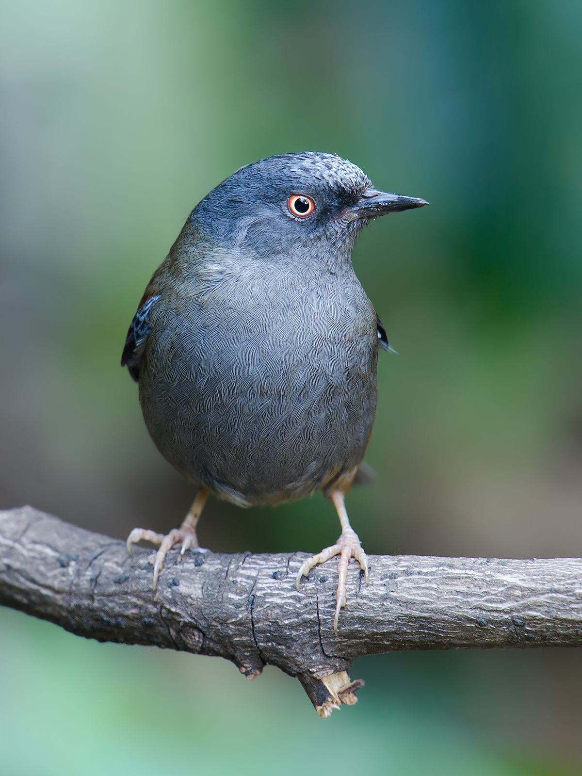 Maroon-backed Accentor, Baihualing, 13 Feb. 2014. (Craig Brelsford)