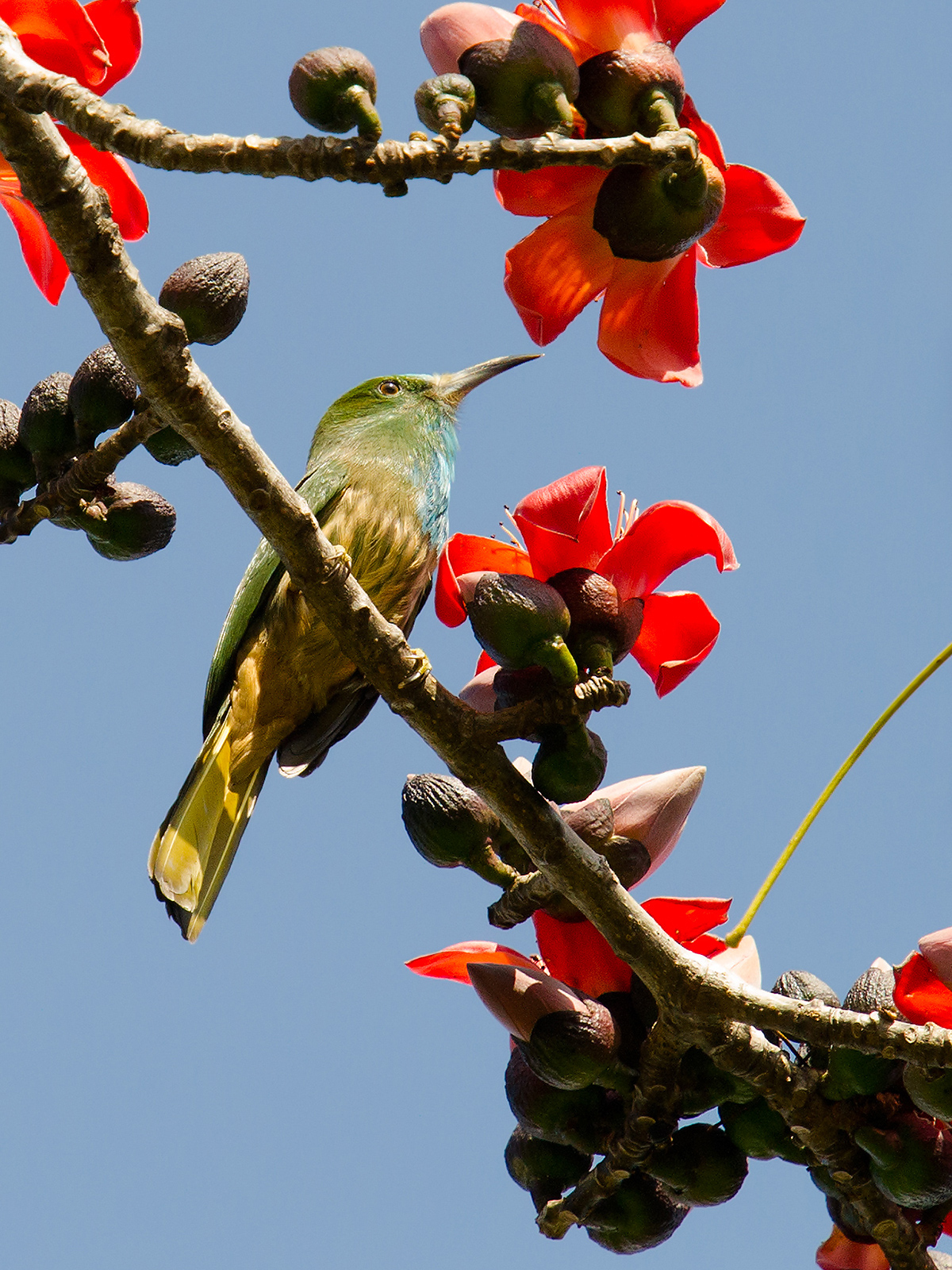 Blue-bearded Bee-eater