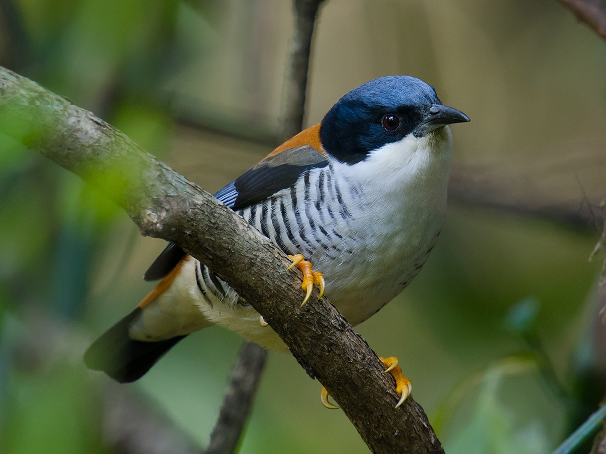 Himalayan Cutia (Craig Brelsford)