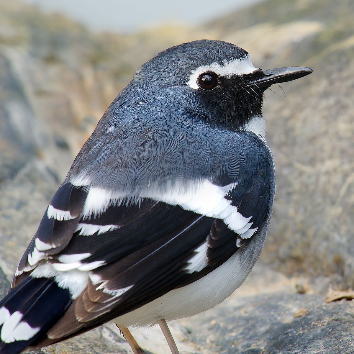 Slaty-backed Forktail, Nabang. (Craig Brelsford)