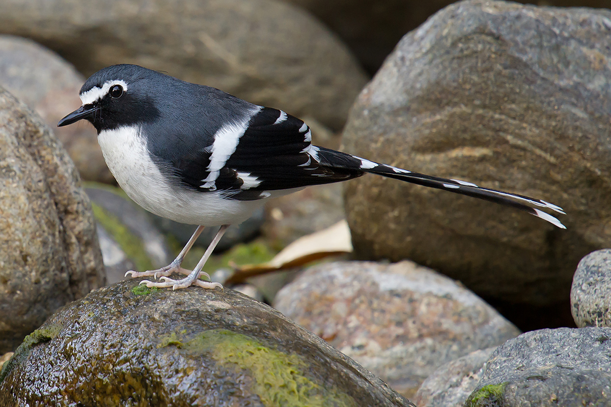 Slaty-backed Forktail, Nabang. (Craig Brelsford)