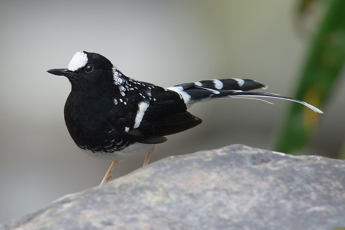 Spotted Forktail, Baihualing. (Craig Brelsford)