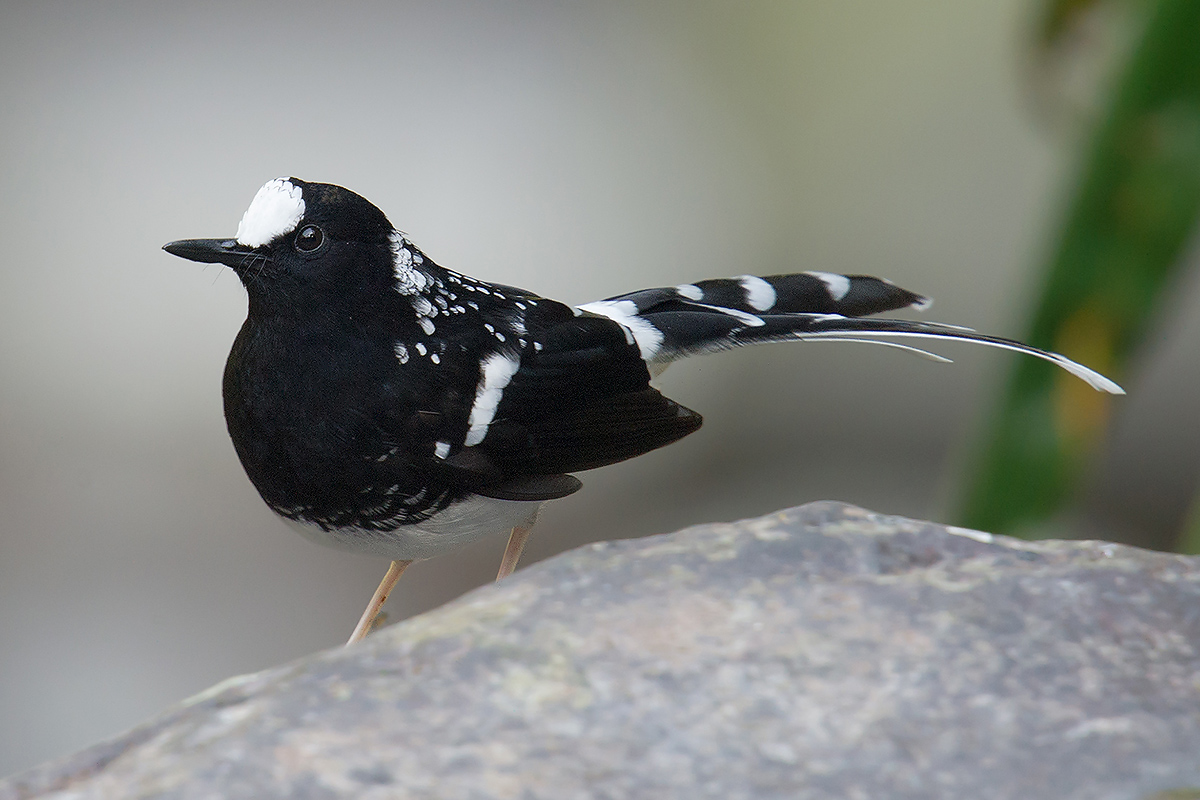 Spotted Forktail