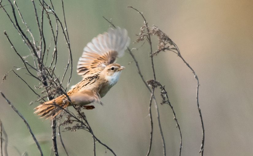 Marsh Grassbird at Cape Nanhui