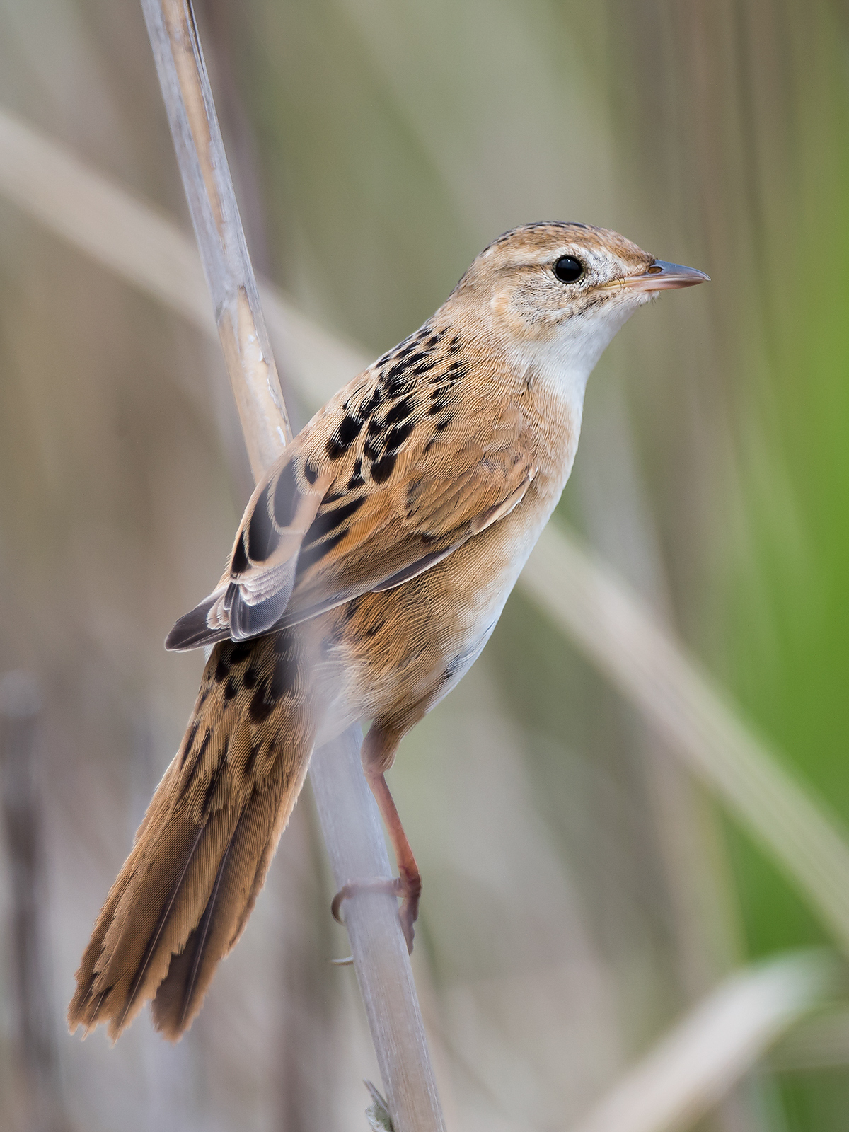 Marsh Grassbird Helopsaltes pryeri sinensis, Cape Nanhui, April 2018. (Kai Pflug)