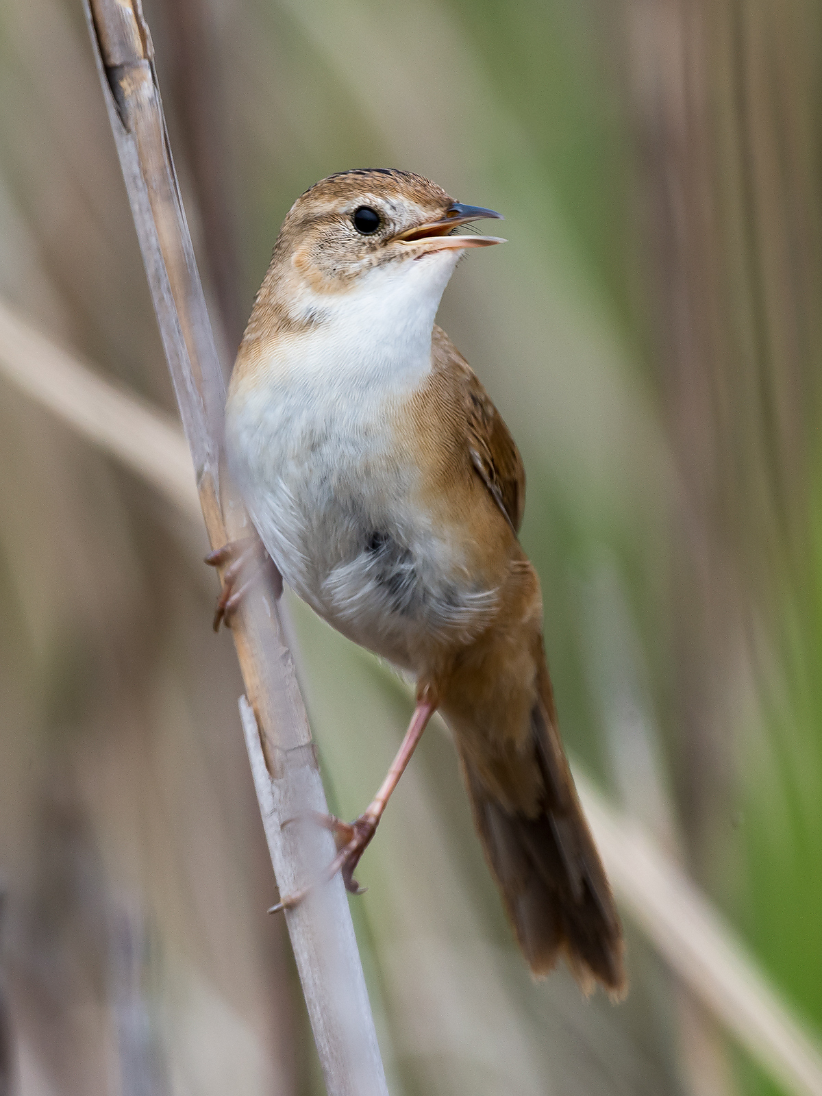 Marsh Grassbird Helopsaltes pryeri sinensis, Cape Nanhui, April 2018. (Kai Pflug)