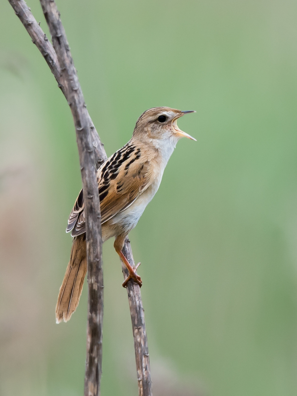 Marsh Grassbird Helopsaltes pryeri sinensis, Cape Nanhui, April 2018. (Kai Pflug)