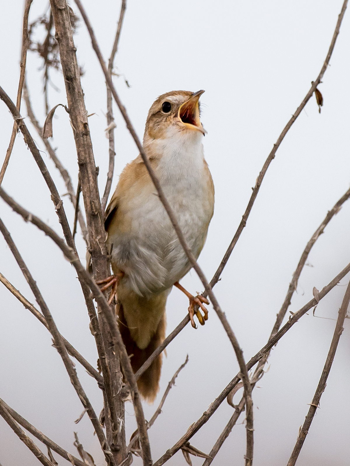 Marsh Grassbird Helopsaltes pryeri sinensis, Cape Nanhui, April 2018. (Kai Pflug)