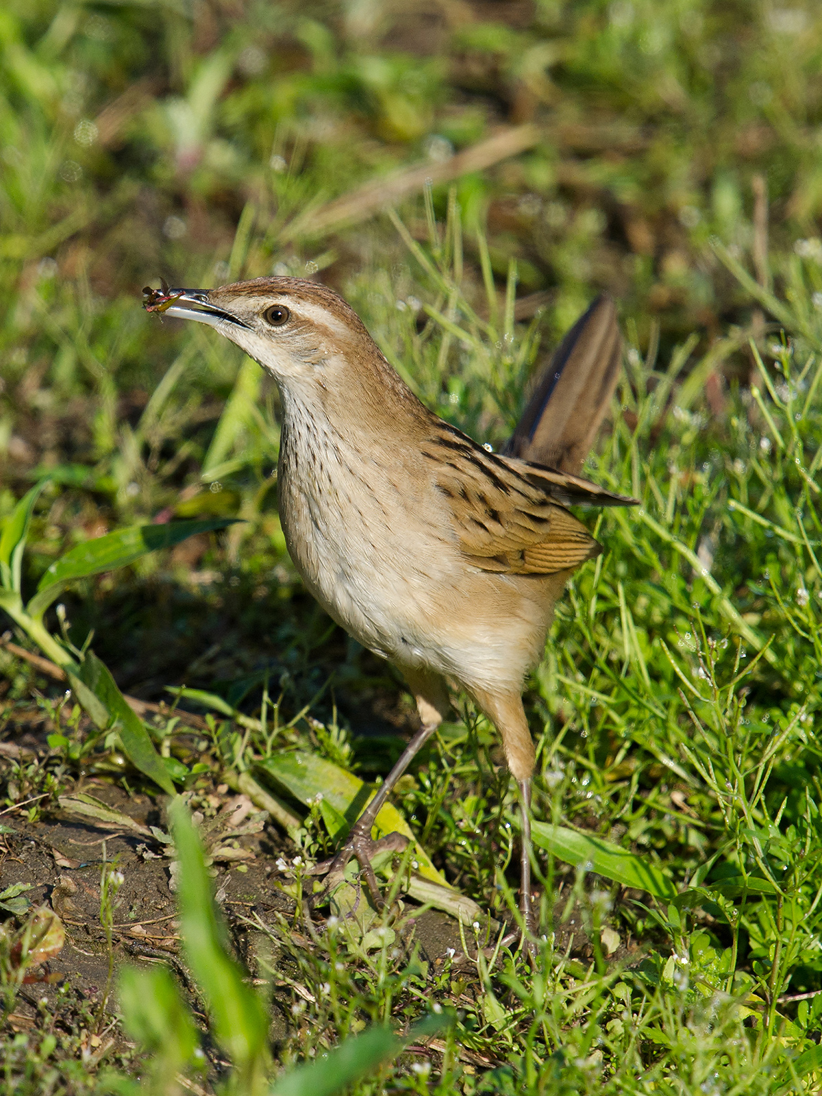 Striated Grassbird. (Craig Brelsford)