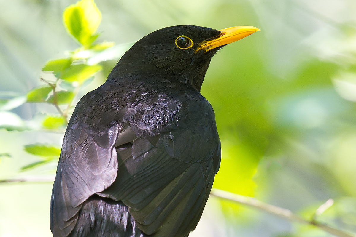 Common Blackbird