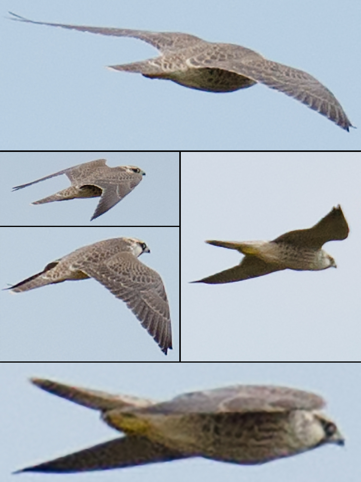 Saker Falcon