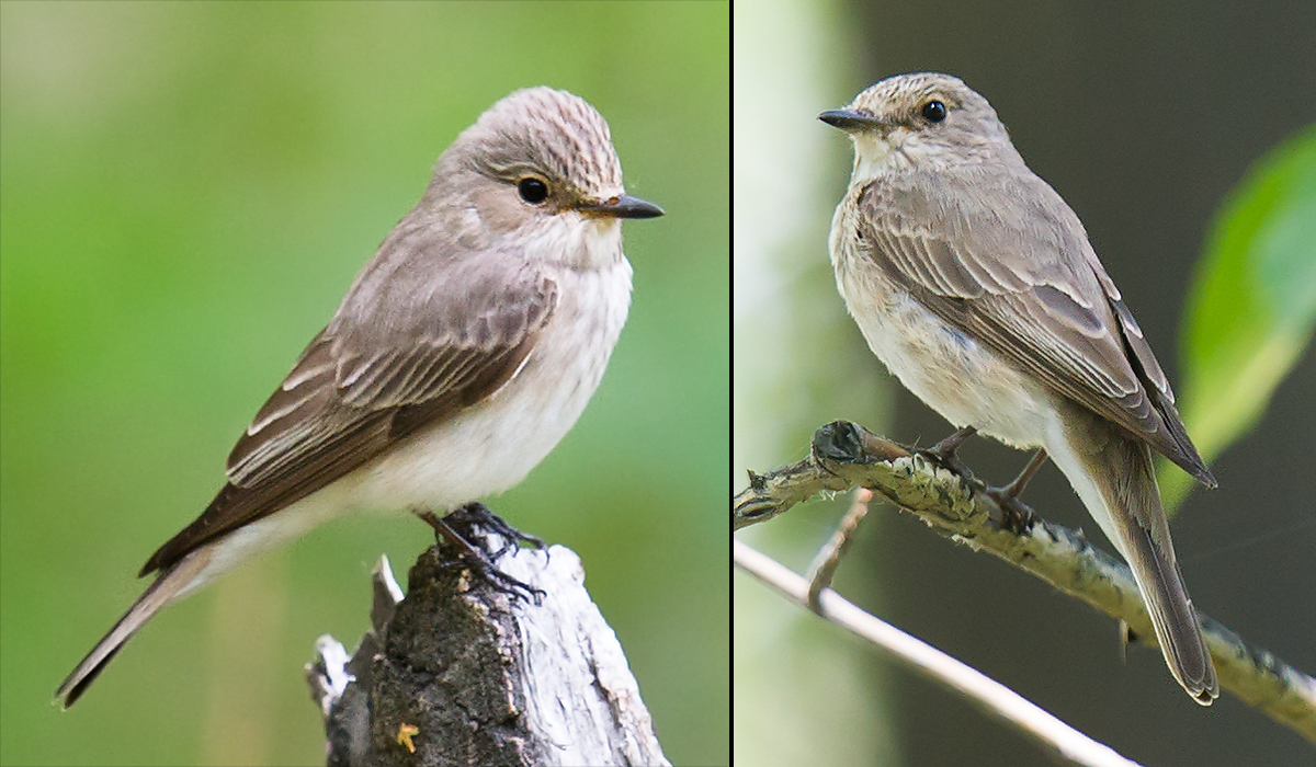 Spotted Flycatcher