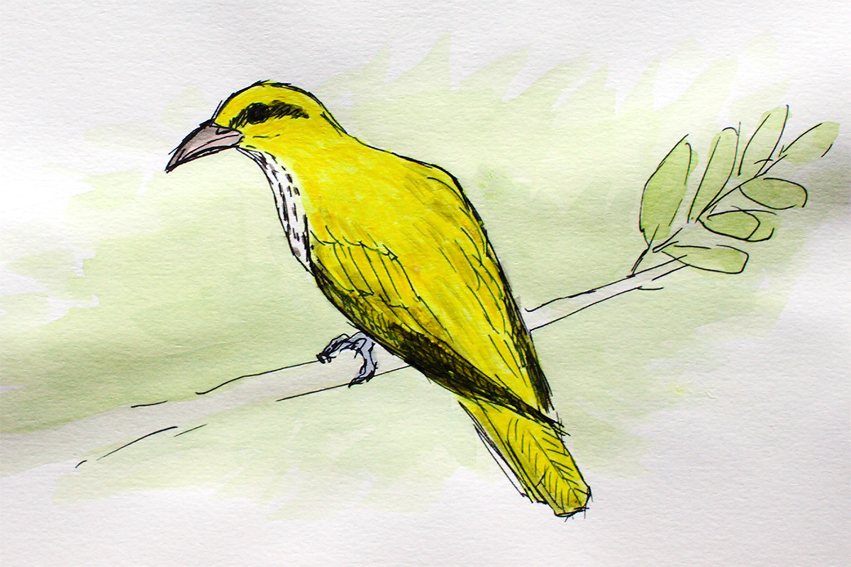 Black-naped Oriole