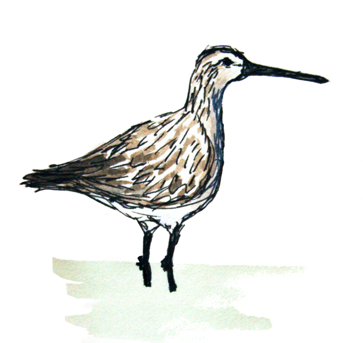 Asian Dowitcher