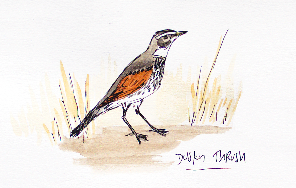 Dusky Thrush