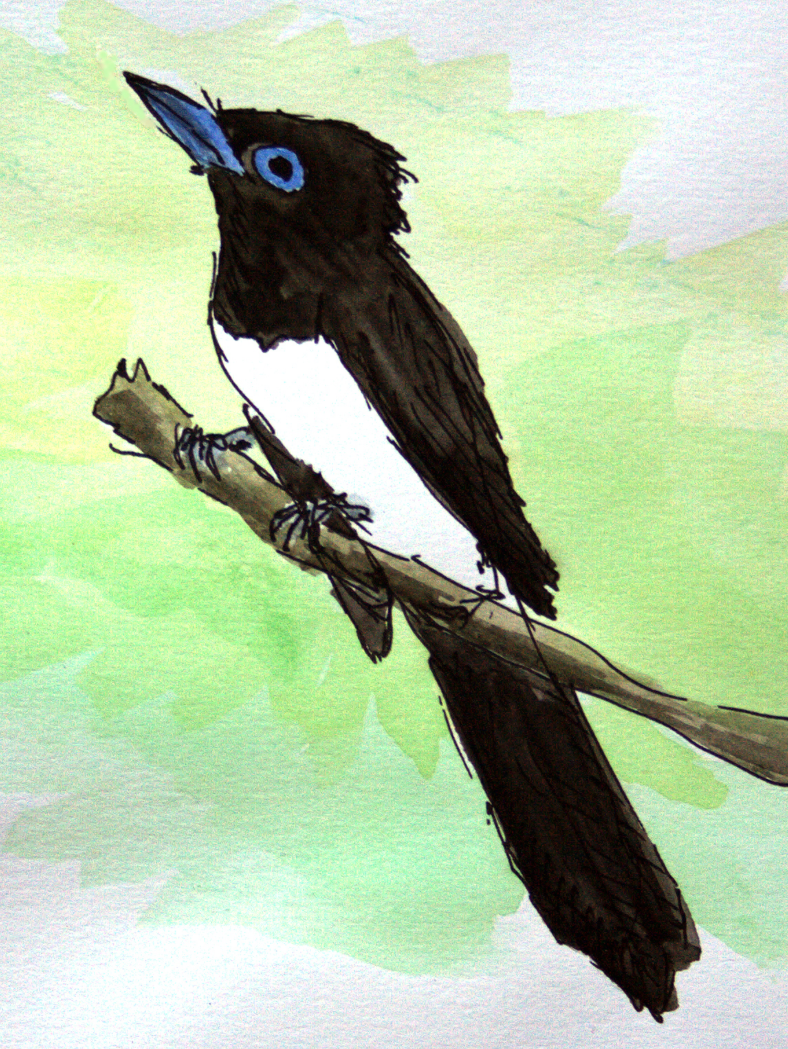 Japanese Paradise Flycatcher