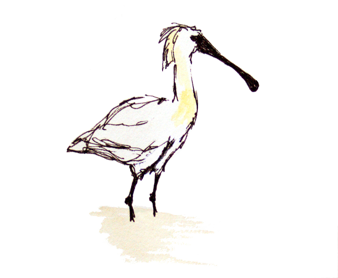 Black-faced Spoonbill