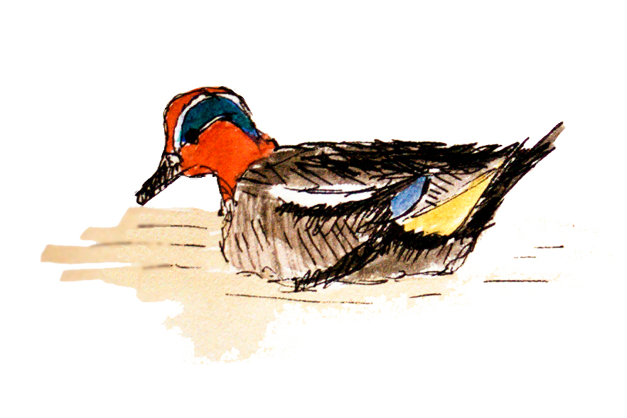 Eurasian Teal