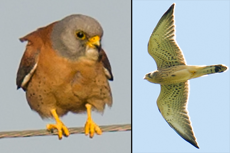 Lesser Kestrel