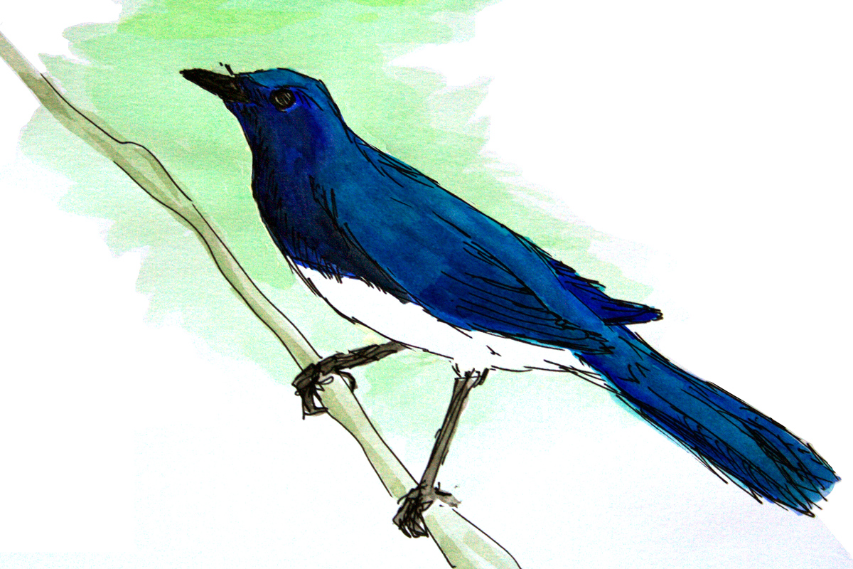 Blue-and-white Flycatcher