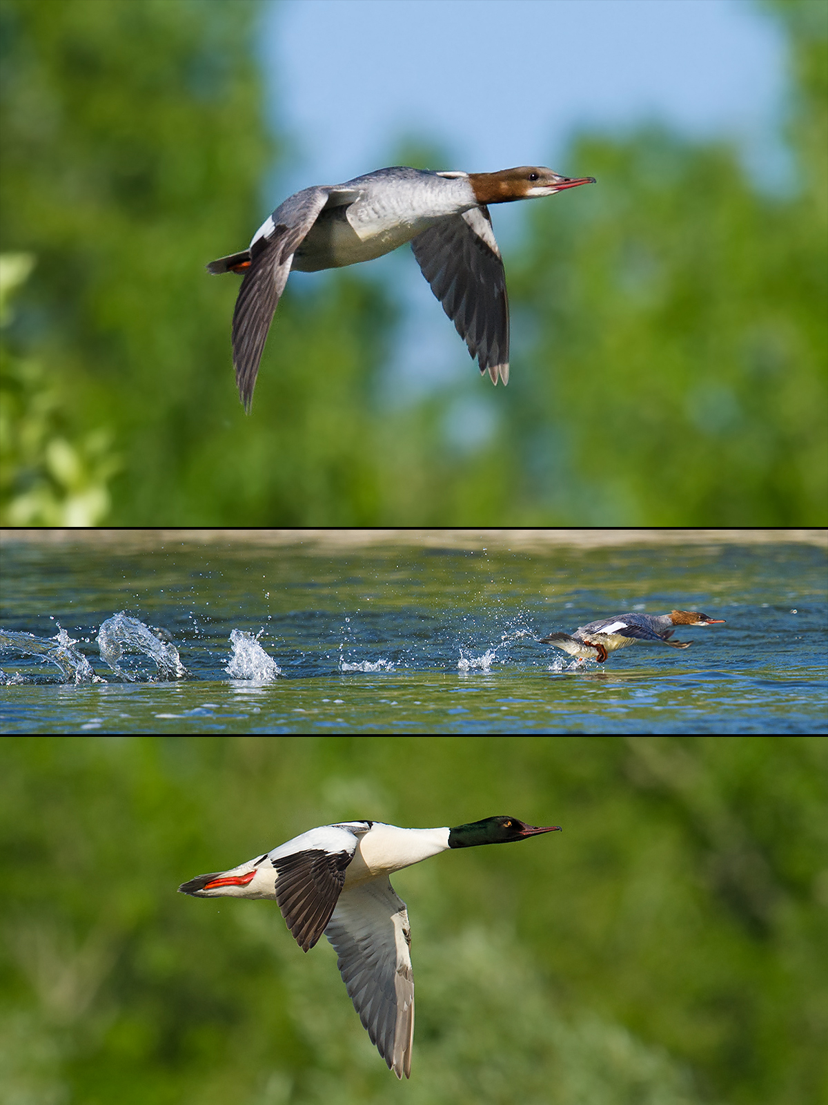 Common Merganser (Goosander)