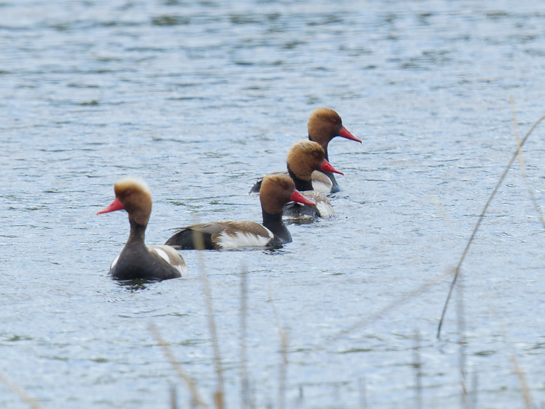 Red-crested Pochard