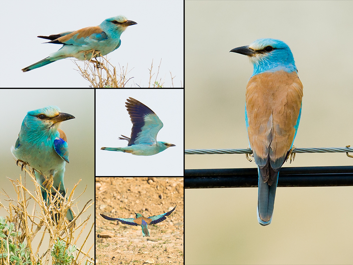 European Roller