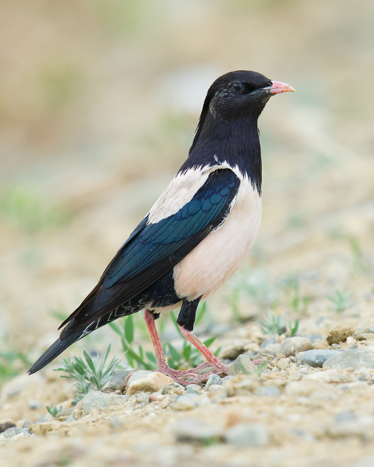 Rosy Starling