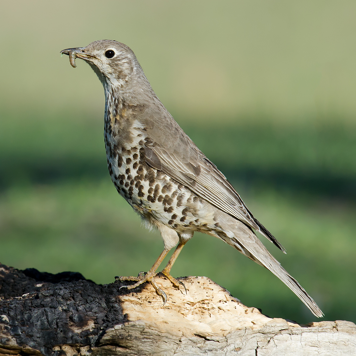 Mistle Thrush