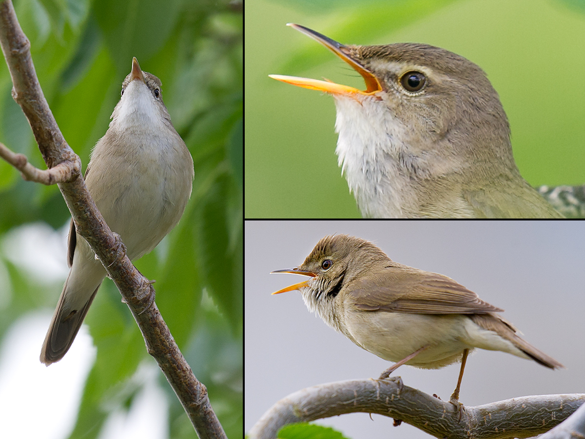 Blyth's Reed Warbler