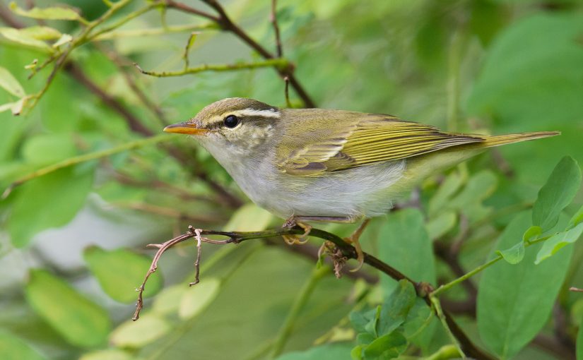 Eastern Crowned Warbler Phylloscopus coronatus, Yangkou, Rudong, Jiangsu, 13 Sept. 2014. (Craig Brelsford)