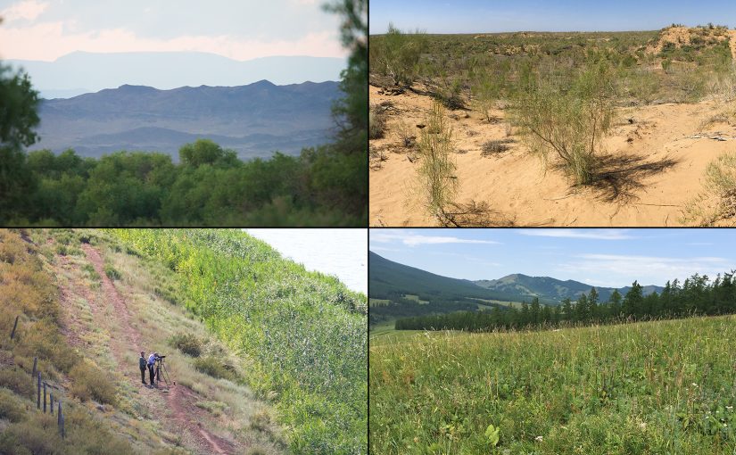 Habitats of Northern Xinjiang, clockwise from top L: oasis with sere mountains looming in background, Hongyanglin; semi-desert at Fukang-Beishawo; Altai mountain meadow at Kanasi Park; semi-desert, reeds, and reservoir at Baihu, Urumqi. All by Craig Brelsford, except bottom L, by our driver Sūn Yǒng Bǎo (孙永宝).