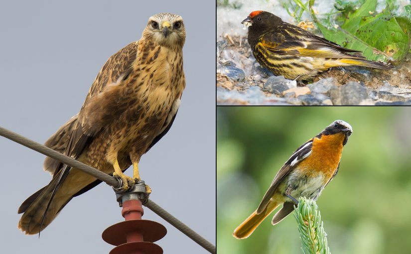 Among the key birds of our Xinjiang 2017 trip were (clockwise from L) Long-legged Buzzard, Red-fronted Serin, and Eversmann's Redstart. (Craig Brelsford)