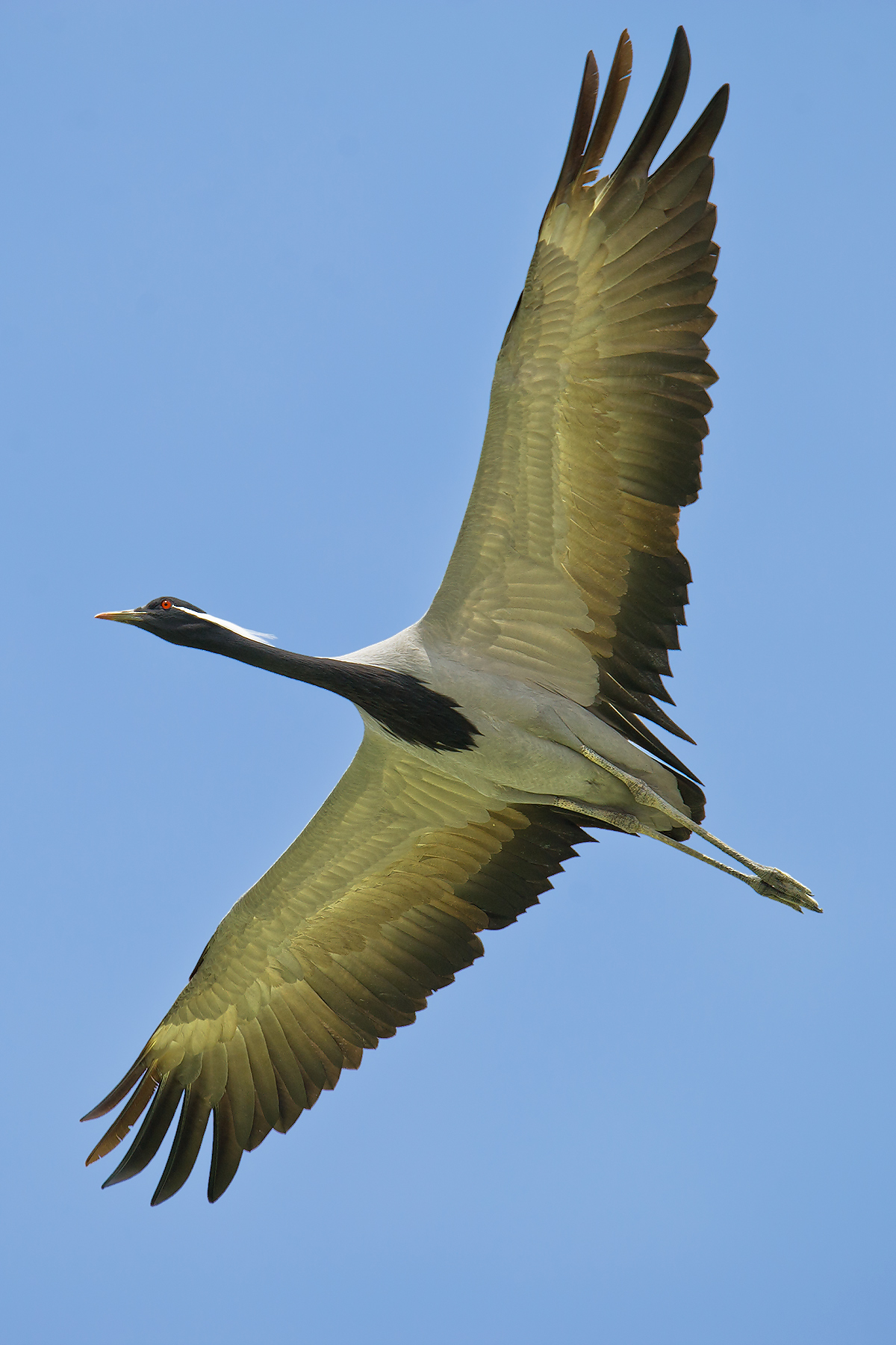 Demoiselle Crane