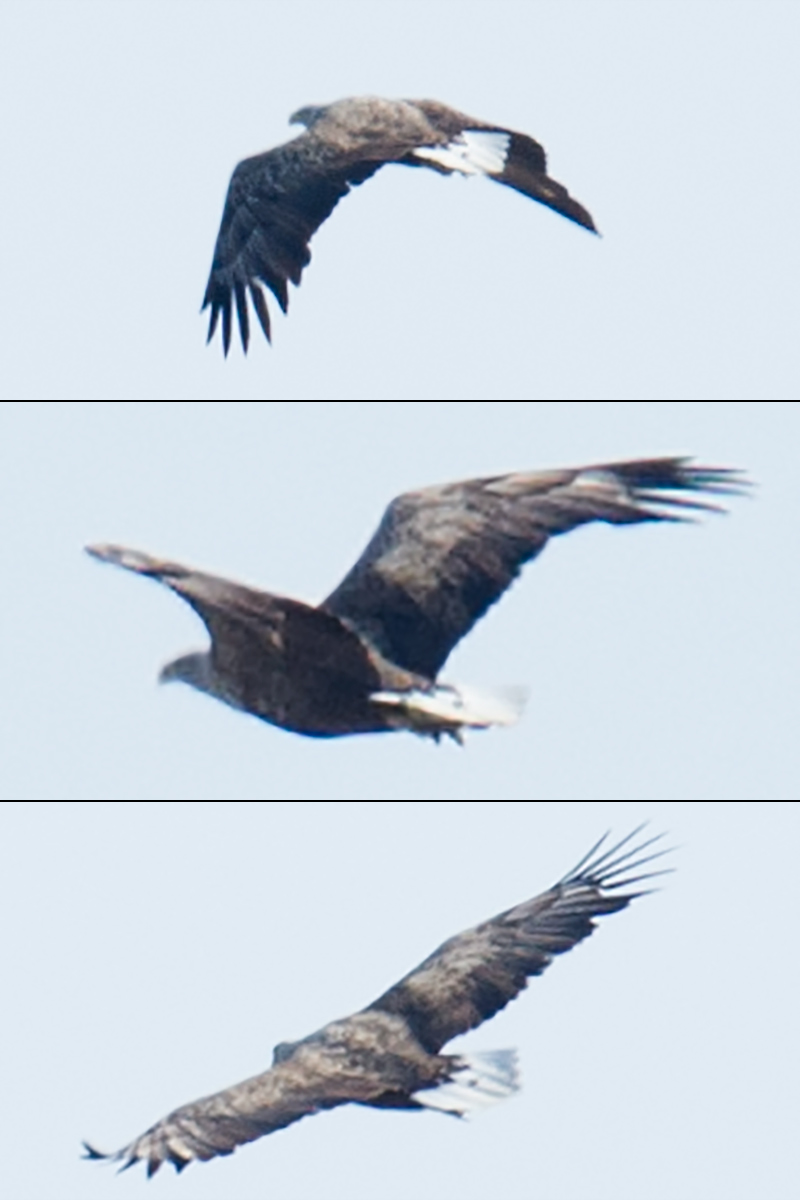 White-tailed Eagle