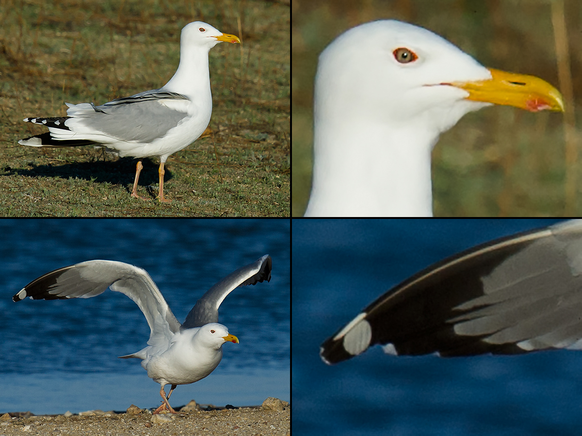 Caspian Gull