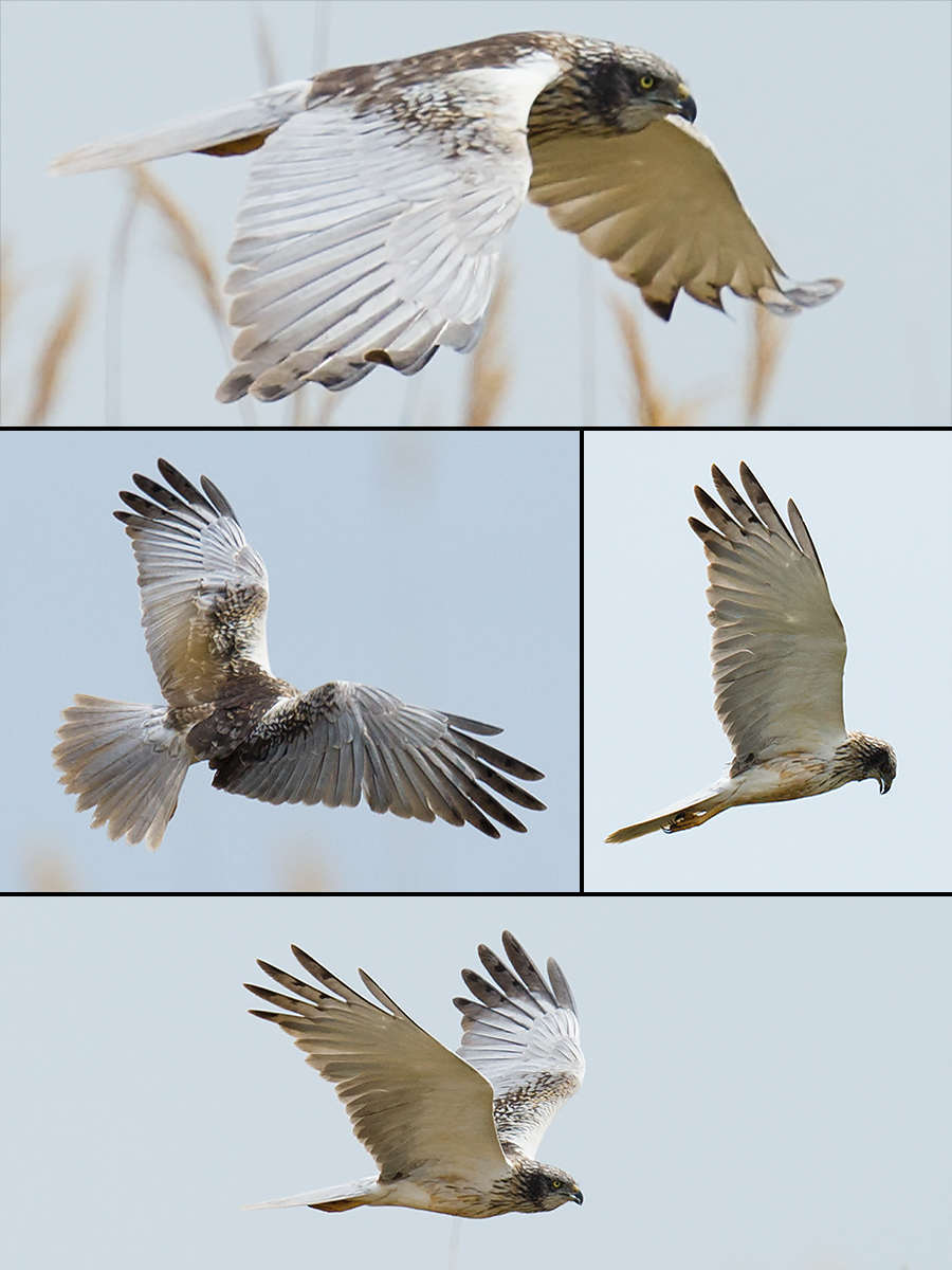 Western Marsh Harrier